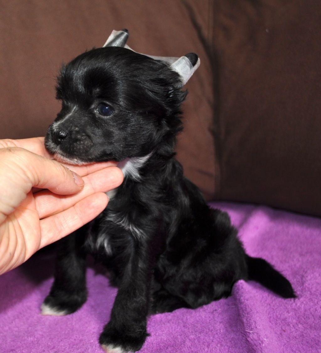 Darkmoon Paradise Hypnotic