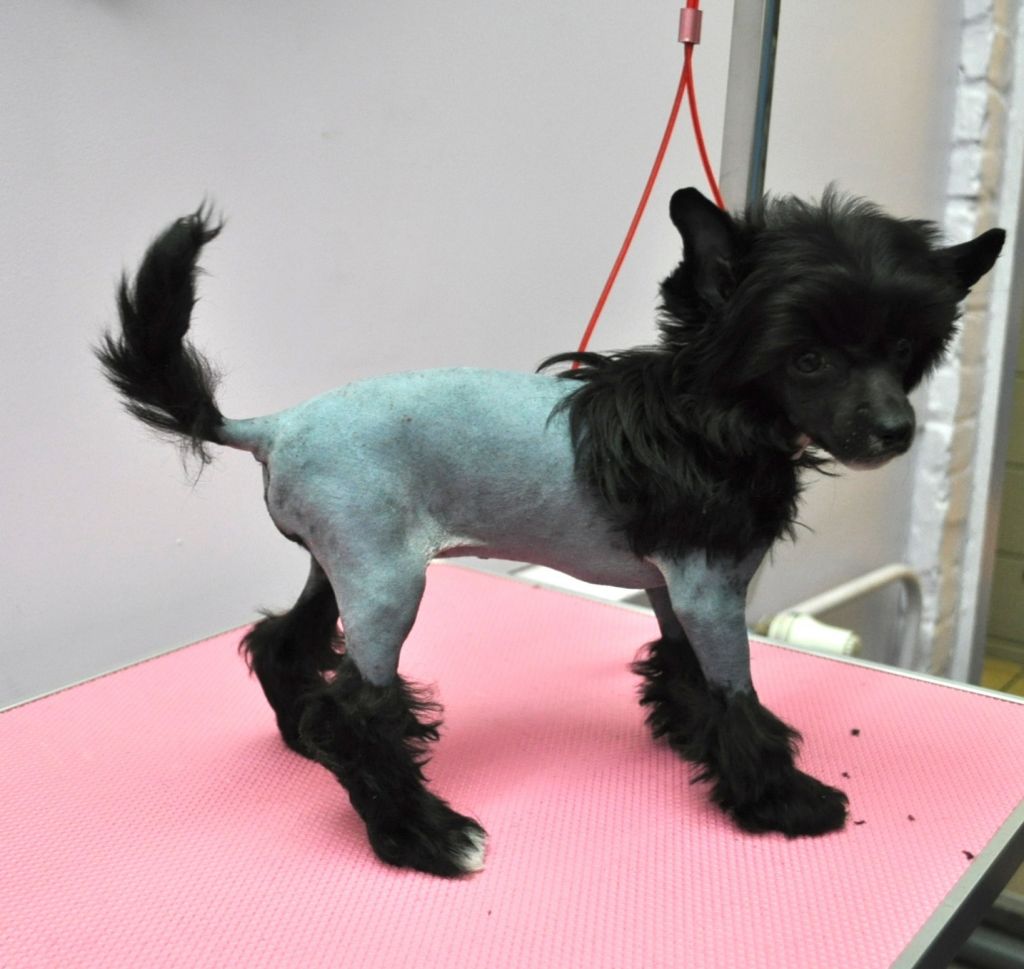 Darkmoon Paradise Hypnose