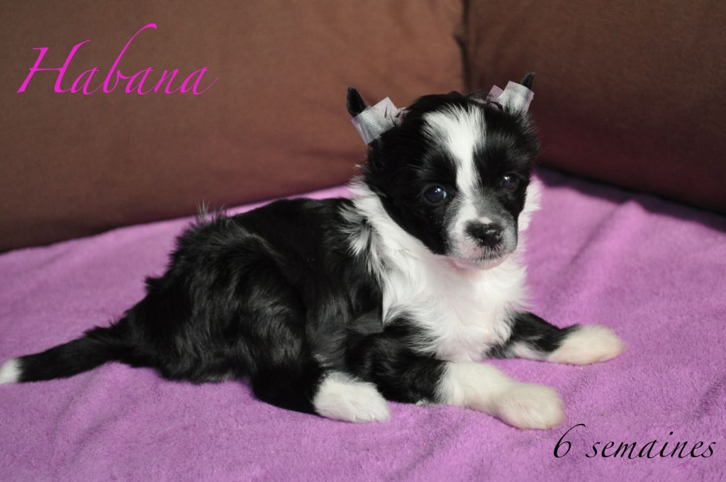 Darkmoon Paradise Habana