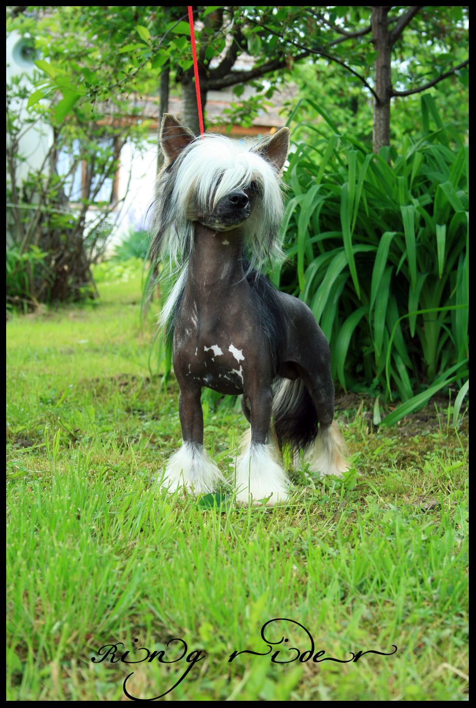 Ring rider Under my skin