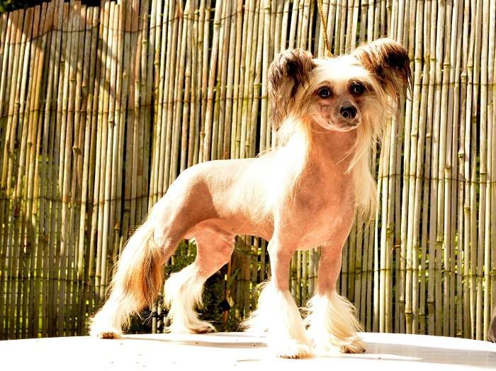 Tango or Flamenco Al Maarii Sapphire