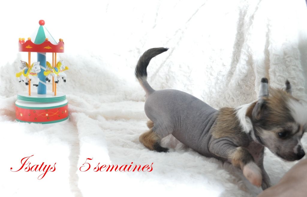 Darkmoon Paradise Isatys