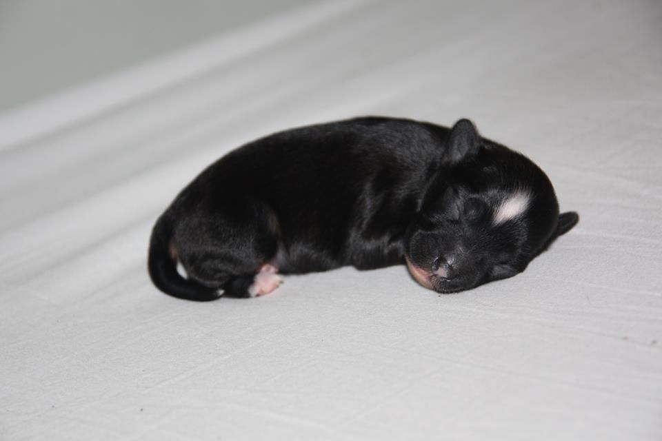 Lickershamns Satan-I-Gatan