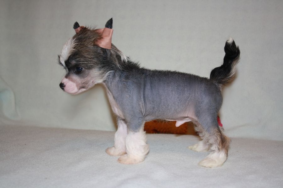 Charuyuschiy Soblazn Tsenter of the Universe