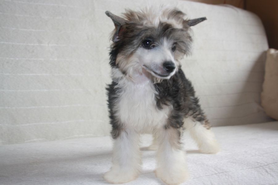 Charuyuschiy Soblazn Tsvetnaya History