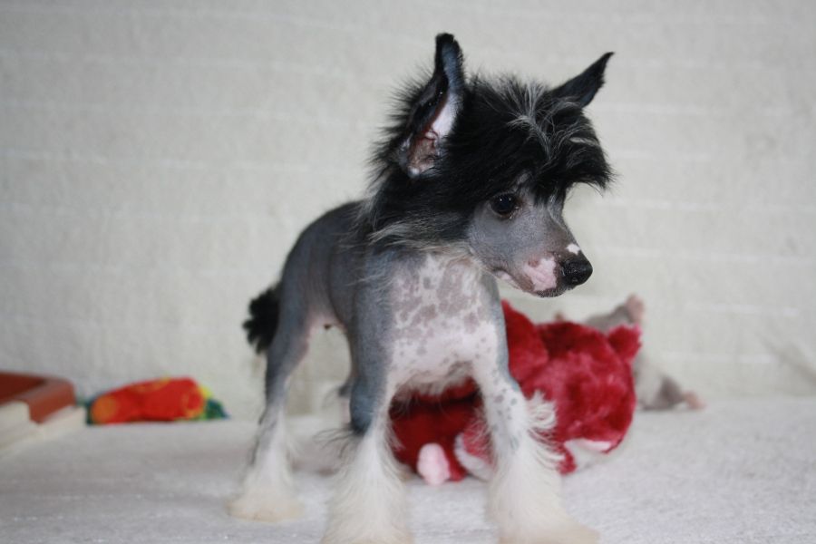 Charuyuschiy Soblazn Tsennaya Shtuchka