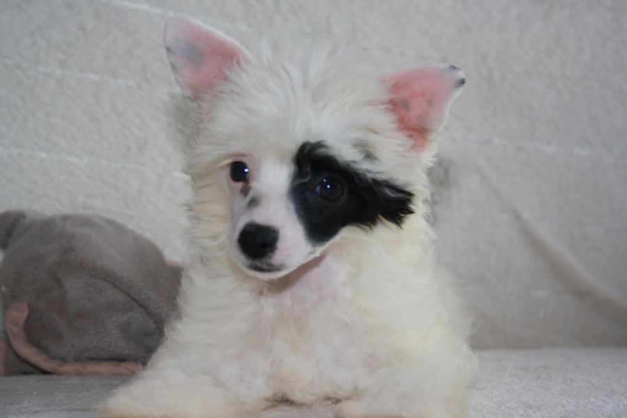 Charuyuschiy Soblazn Tserrera