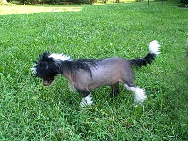 Sakkarra Make it Rain