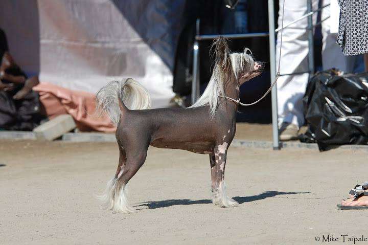 Blushing Berry Labas Rytas