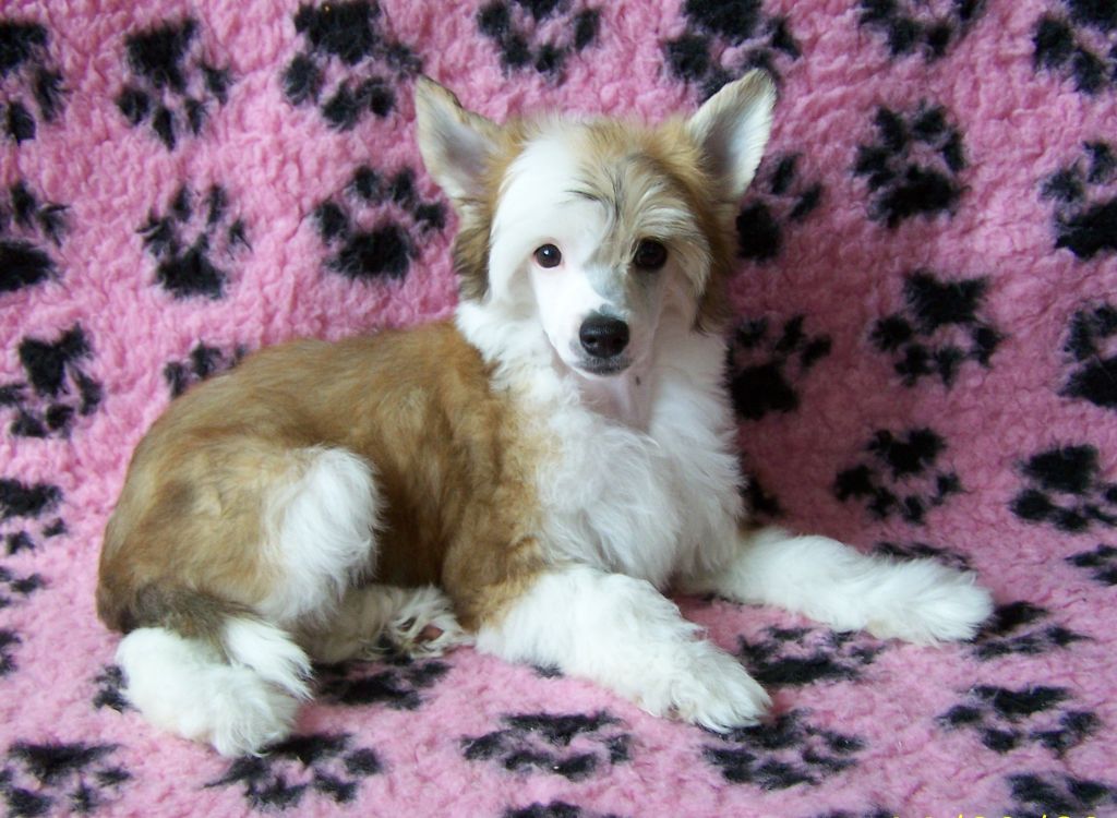 Bouncy Bundle Labas Rytas