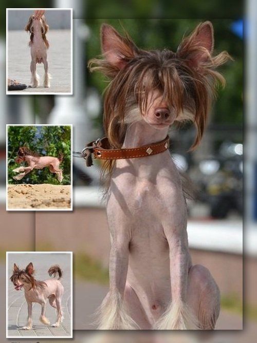 Smile Chocolate For Luksorius at L'Essence de Mon 