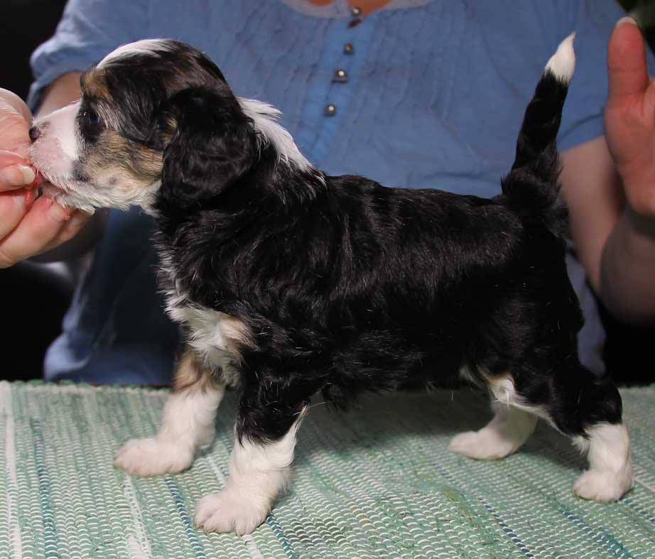 Alphavilles Cruella DeVille