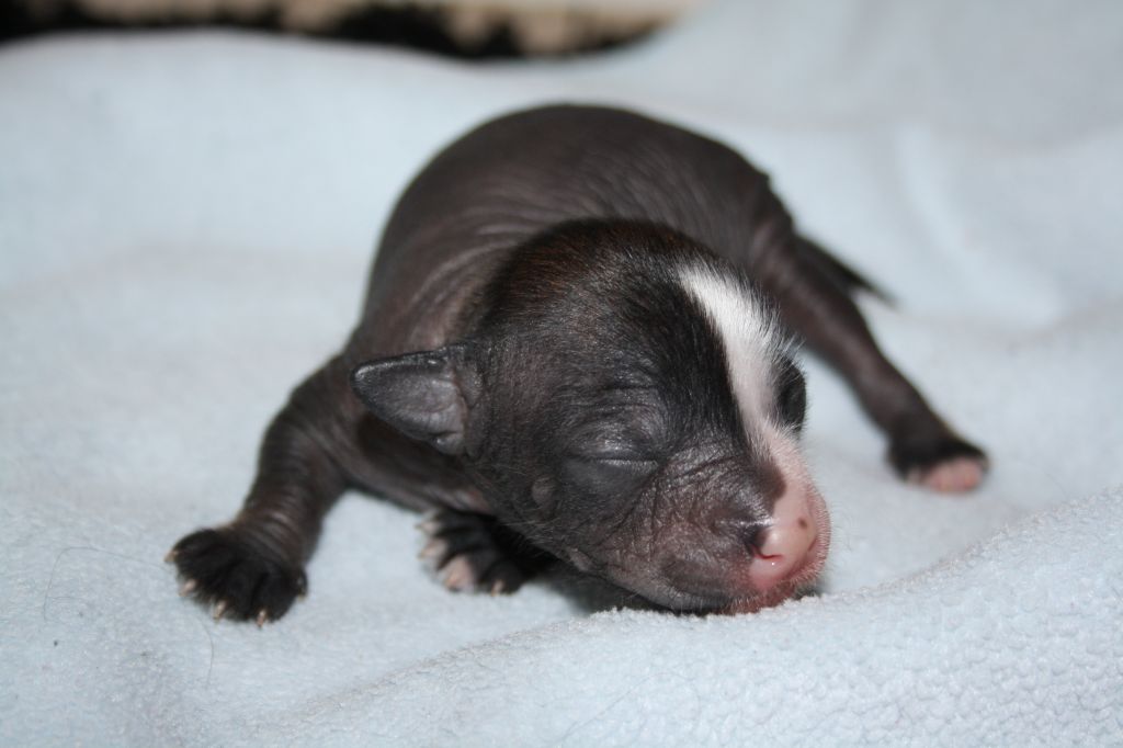 Nudaveritas Grey Flannel