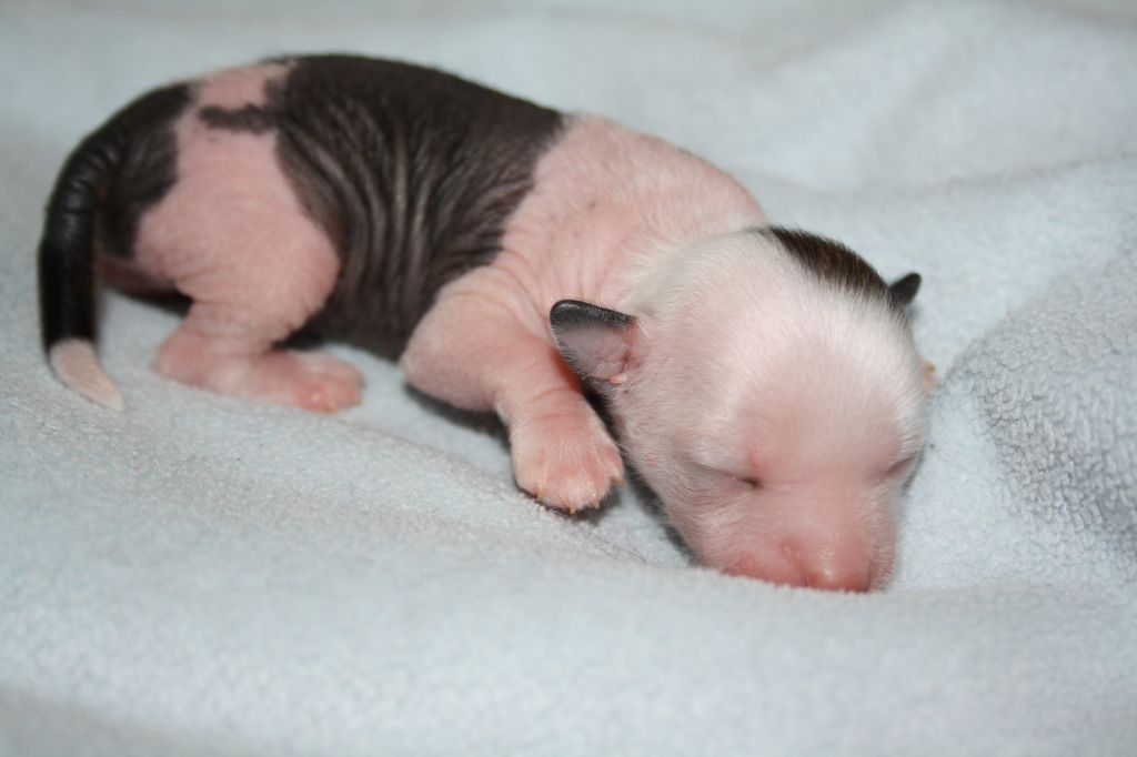 Nudaveritas Givenchy Gentleman