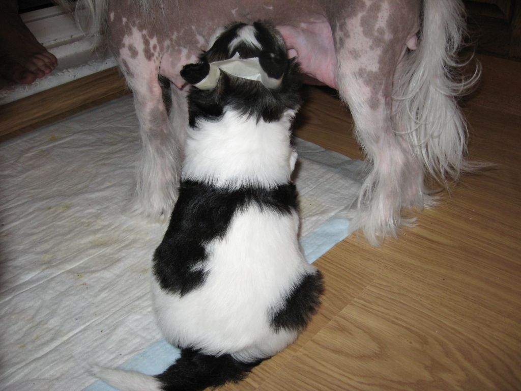 Melanies Rerity Salomeya