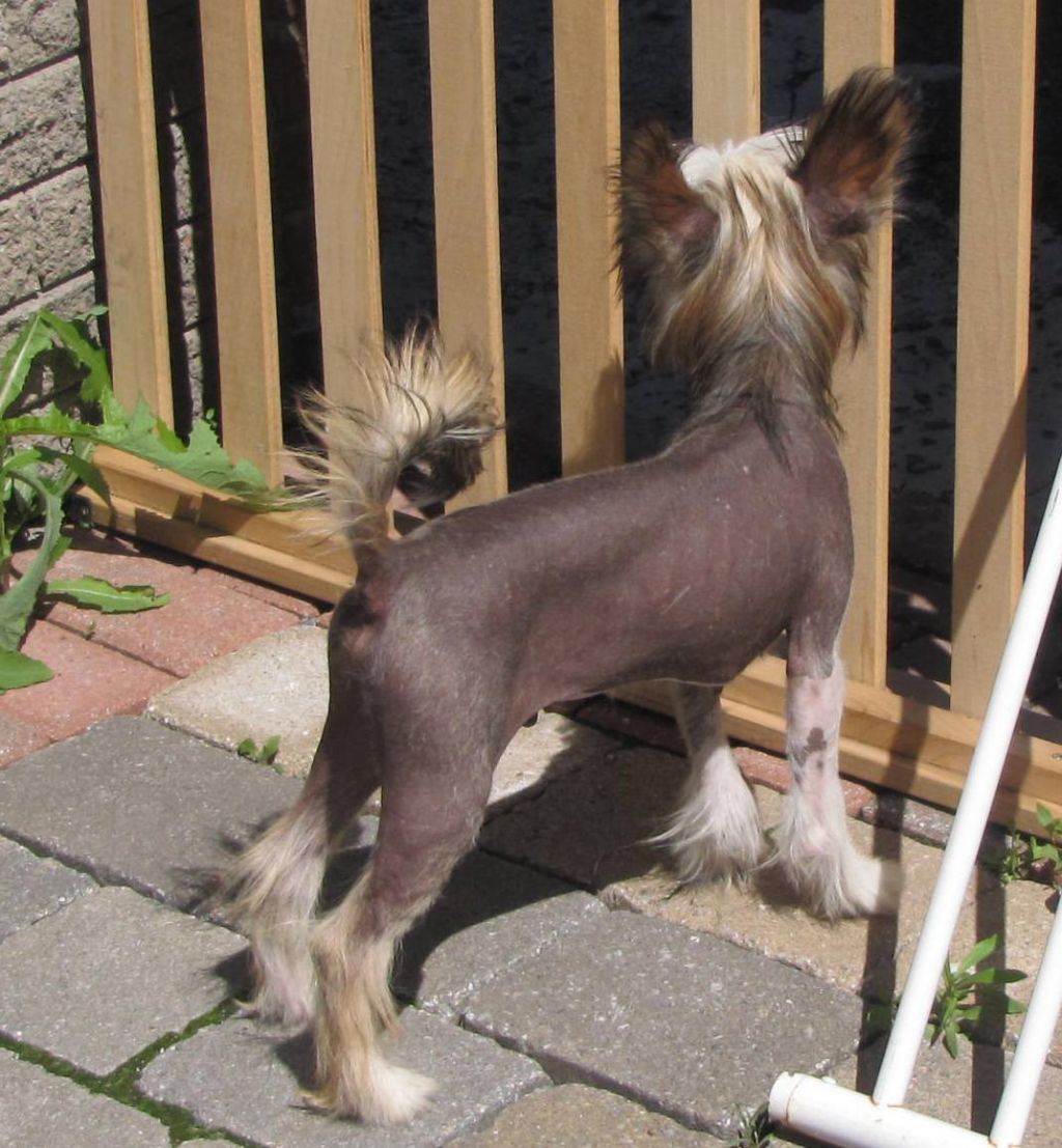 Nu Poil?s Bart Trace Of Grove