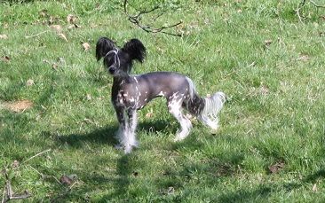 Bassima vom Wahlbachtal