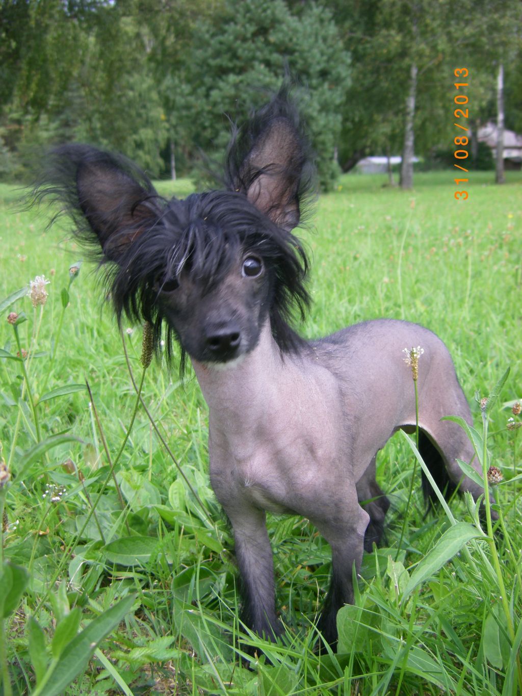 Fantazy Night Riki Ricco