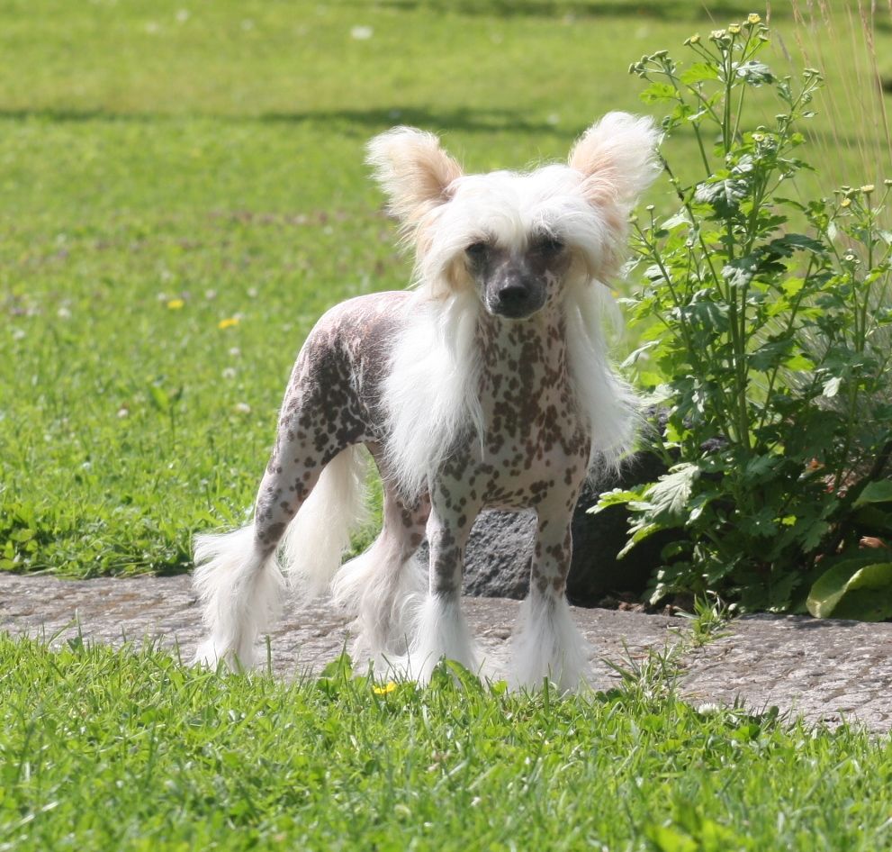 O'Butterfly Little Dare Devil Sarbona