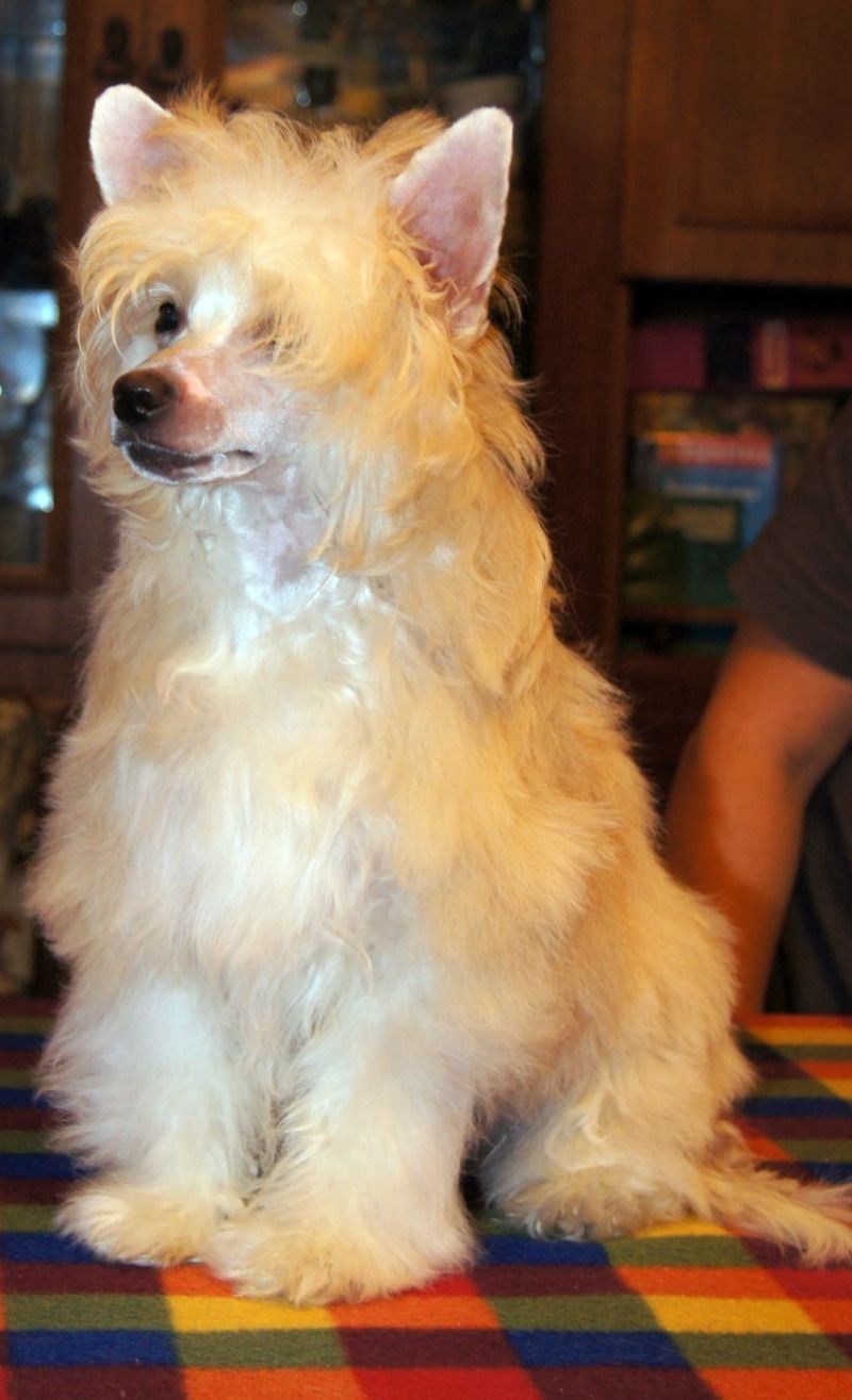 Ray Grand Iz Strani Cvetov