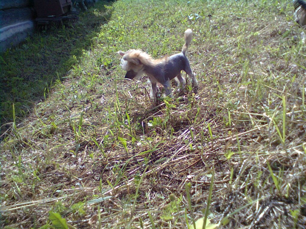 Ron Little Prince  Iz Strani Cvetov