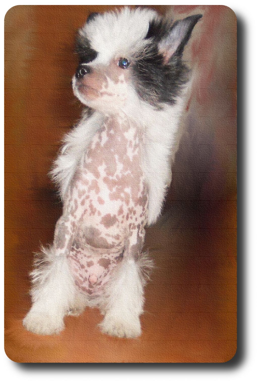 STWOREK z Gwiazd Kasjopei