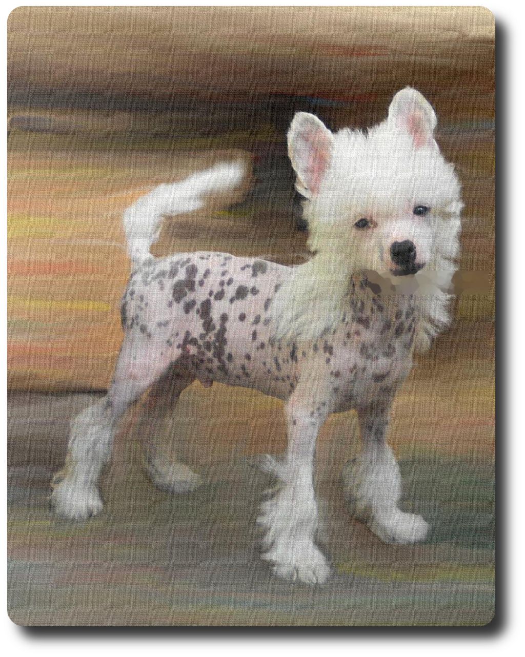 SNOOPY z Gwiazd Kasjopei