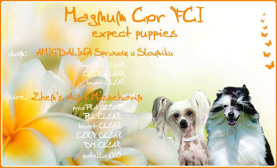 Amigdalina Sprawdz W Slowniku