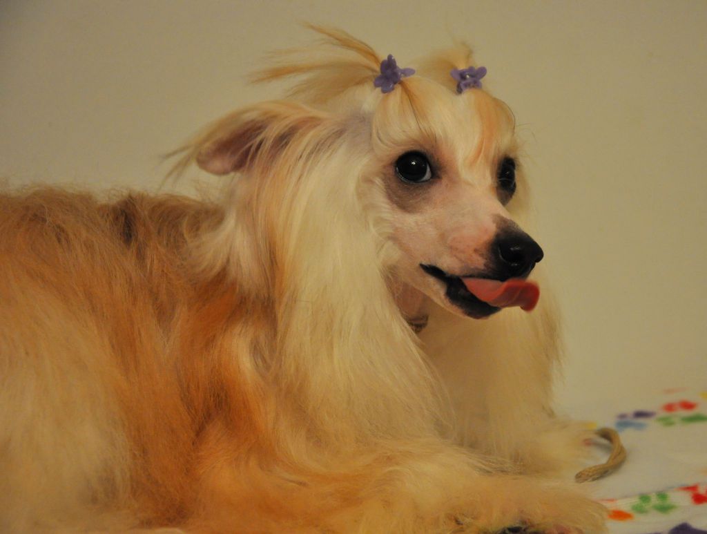 Crystal Soul Bumble Bee