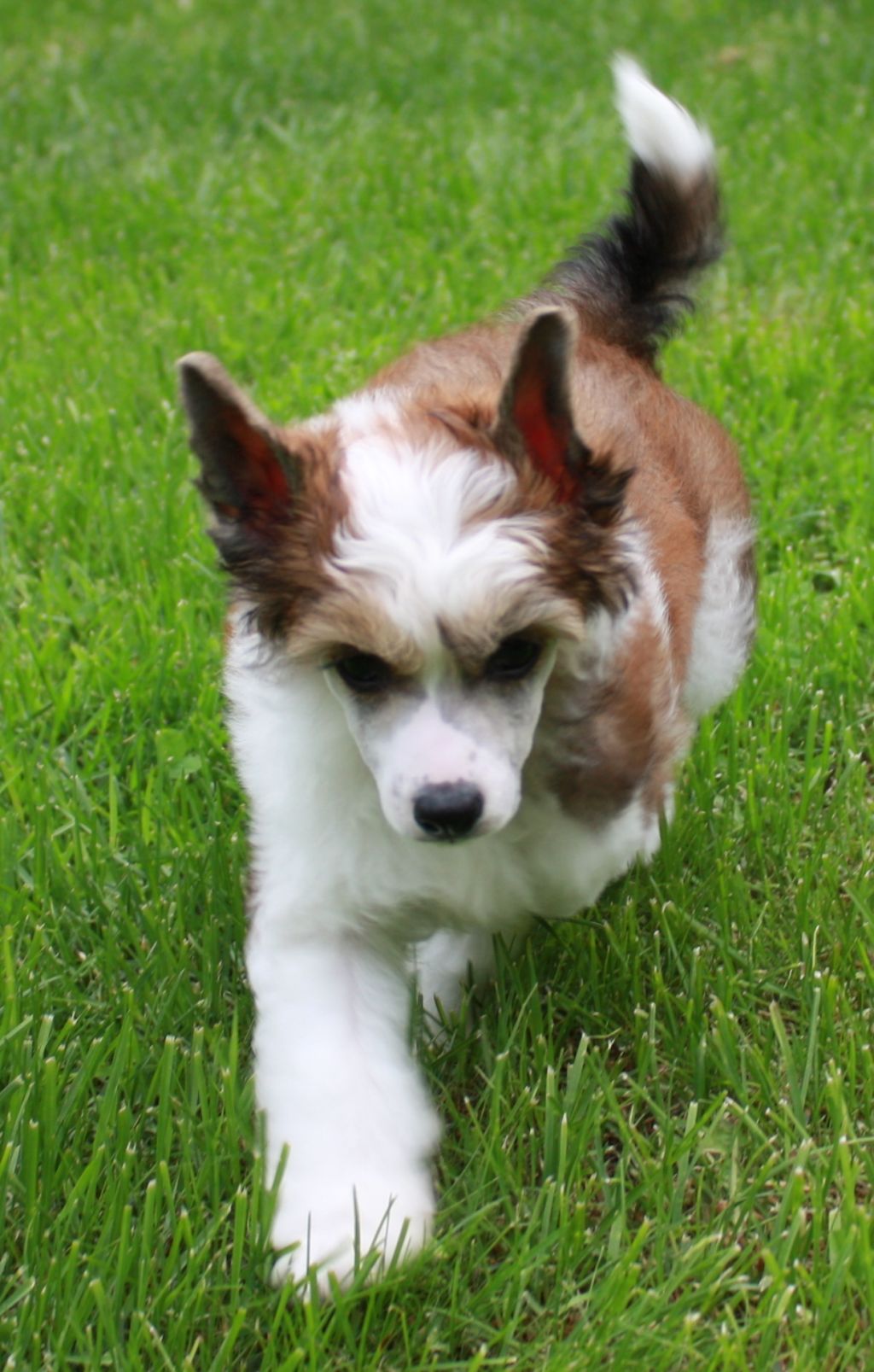 Sun-Hee's Texas Chili