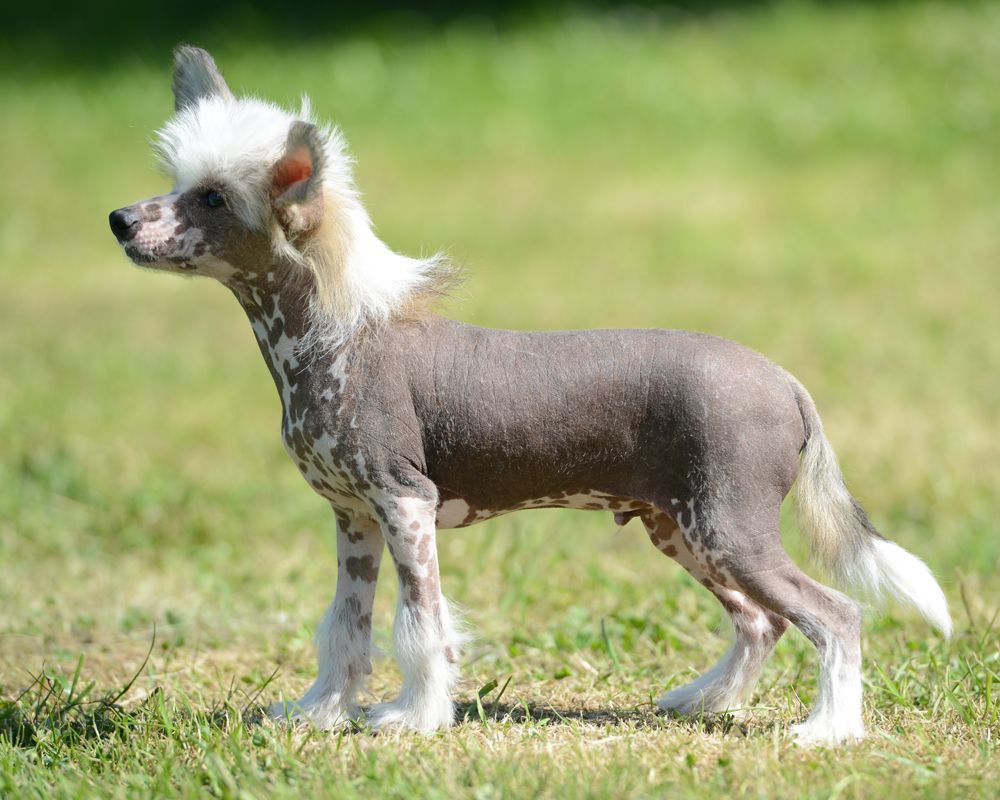 Sunstreaker Nintendo Cowboy