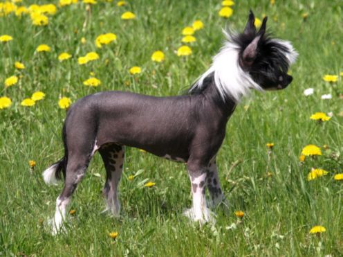 Abrisham's Amazing Prada