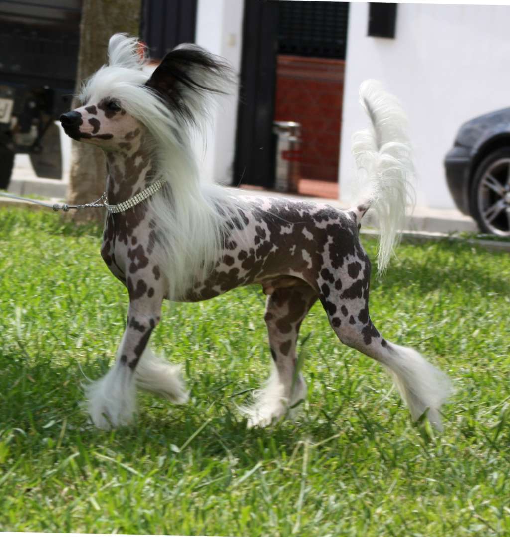 Sunstreaker Nuclear Reaction