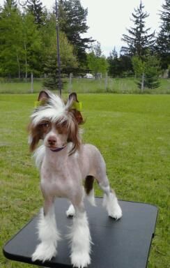 Famous-Breezy Meadows Cresteds "Ariot"