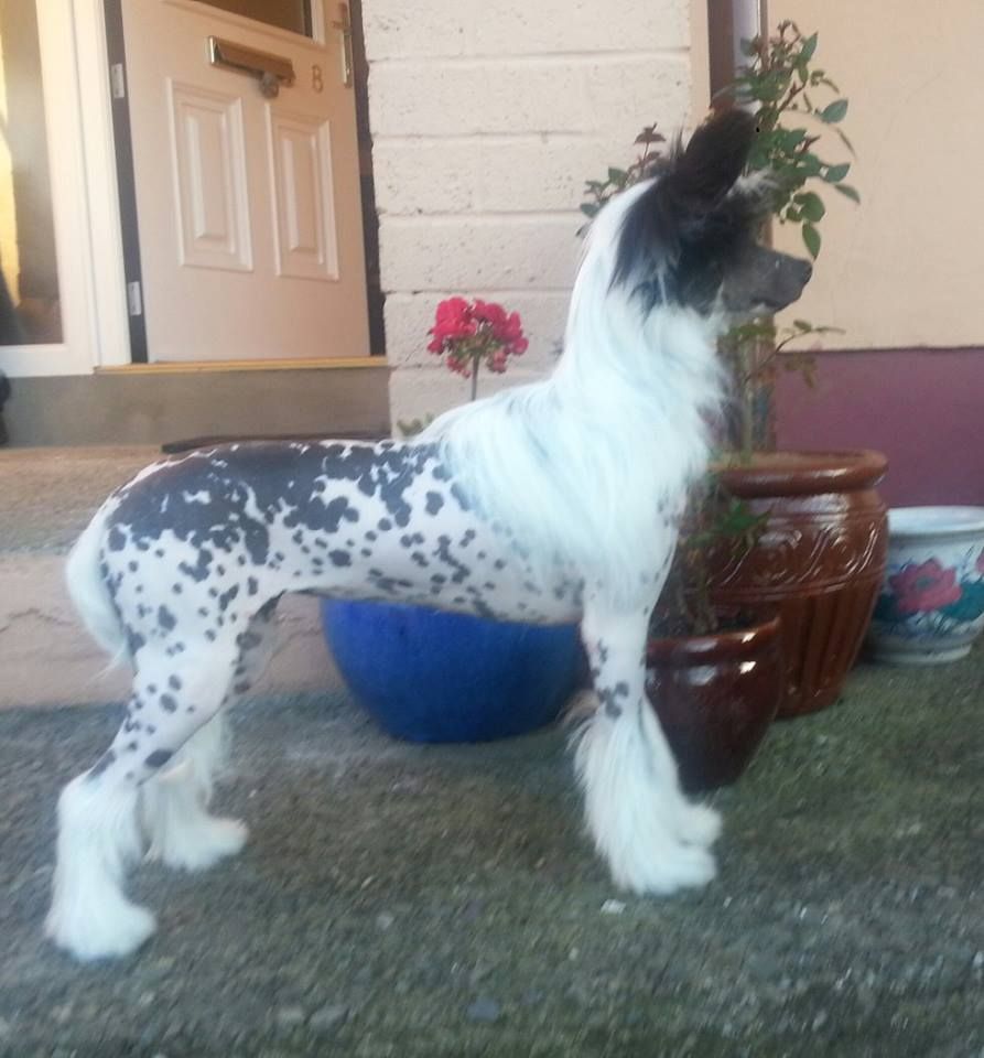 CandyCresteds Send Me To Hollywood