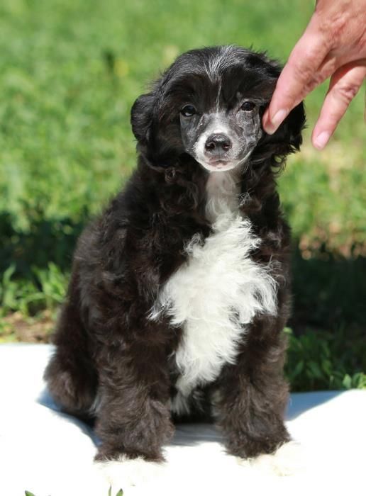 Vendi the Little Witch Diamant Lugani