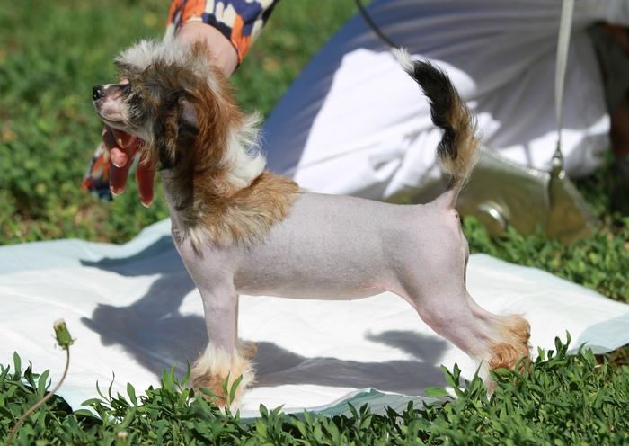 Vivid the Girl Diamant Lugani