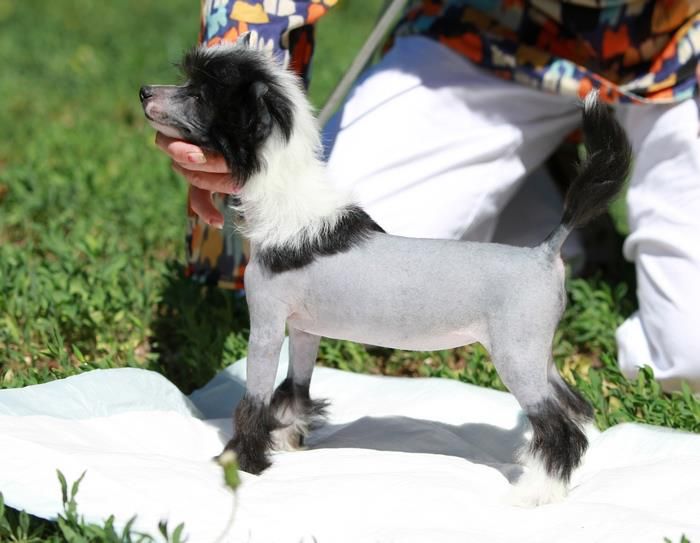 Velvet Miracle Diamant Lugani