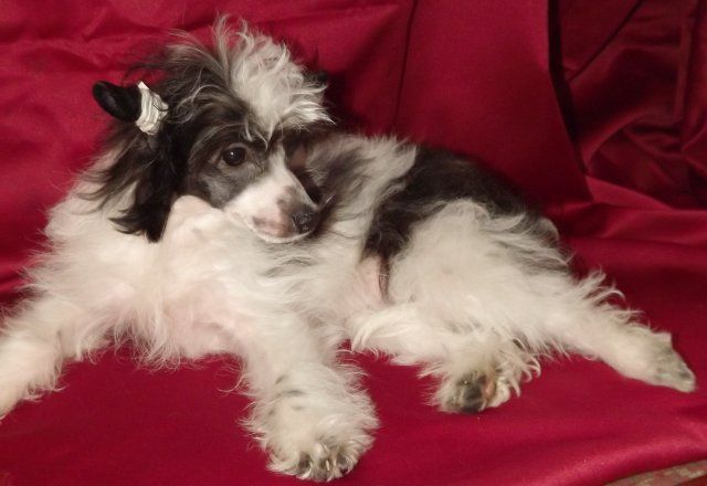 Bentana Elegantnaya Osoba