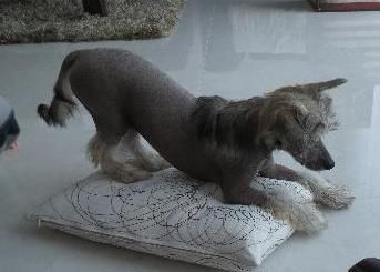 Elli Exelent z Jaromerskeho panstvi