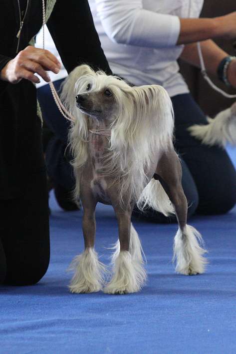 Ebby Enigmatic z Jaromerskeho panstvi