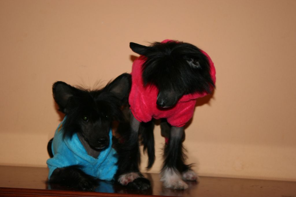 Yukko, Let's Bounce de Fageiro