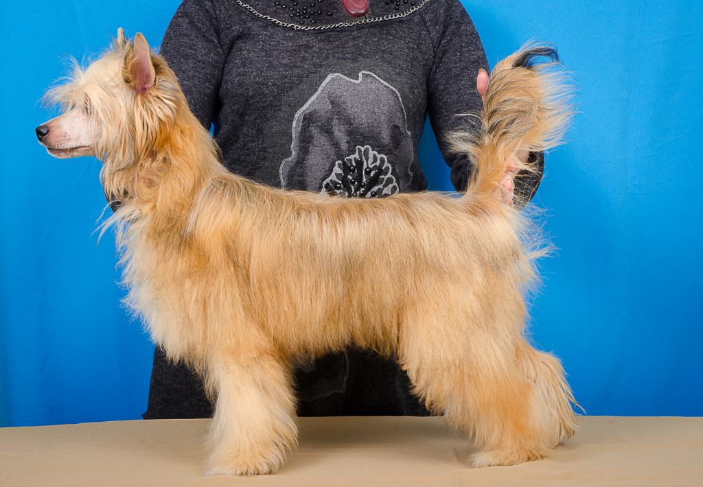 Feldeiso Anri the Knight