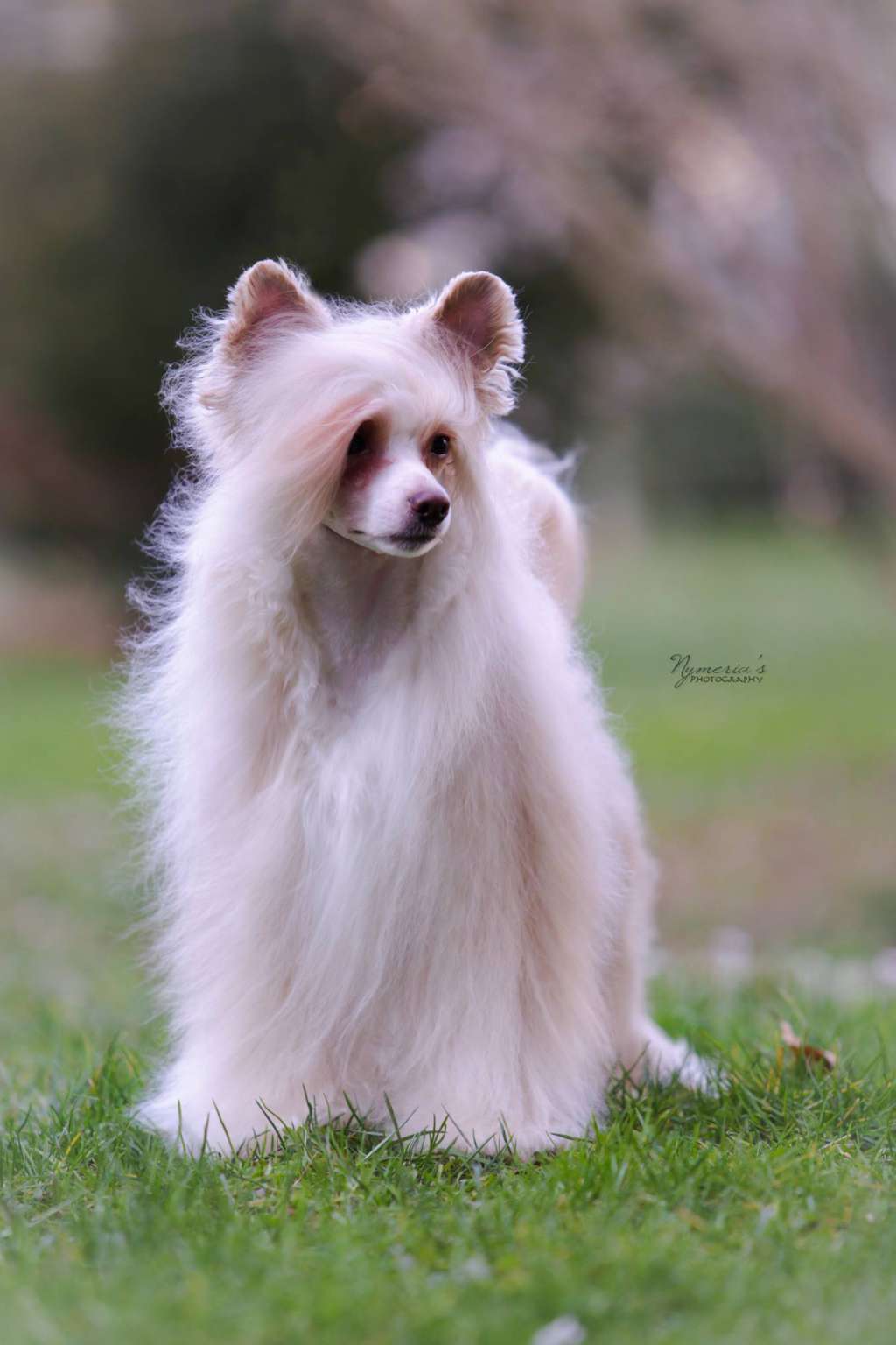 Joyera's Crested Busta Rhymes