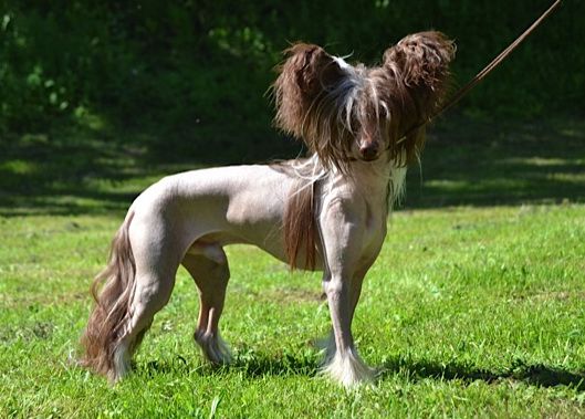 Burlesque Hot and Naked