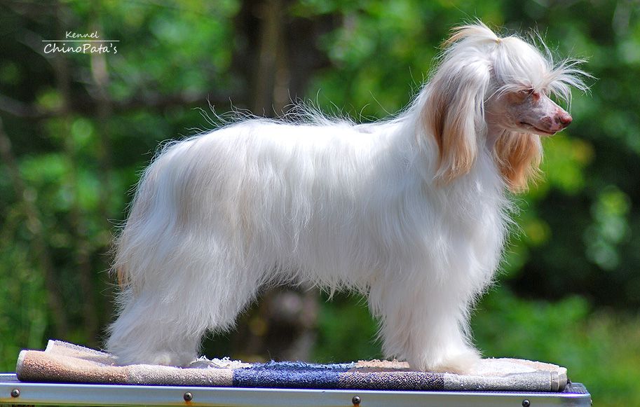 Burlesque Story of O