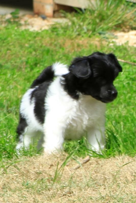 Midnight Belews Toto-Annihilation