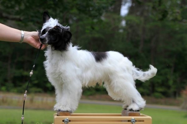 Belews I'm Your Huckleberry