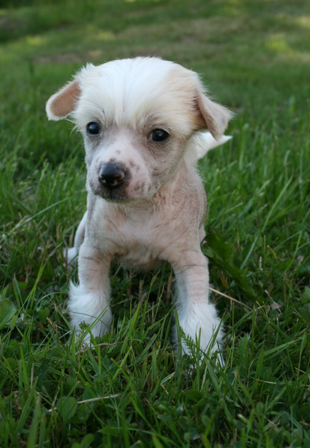Proud Pony Chocolate Chock