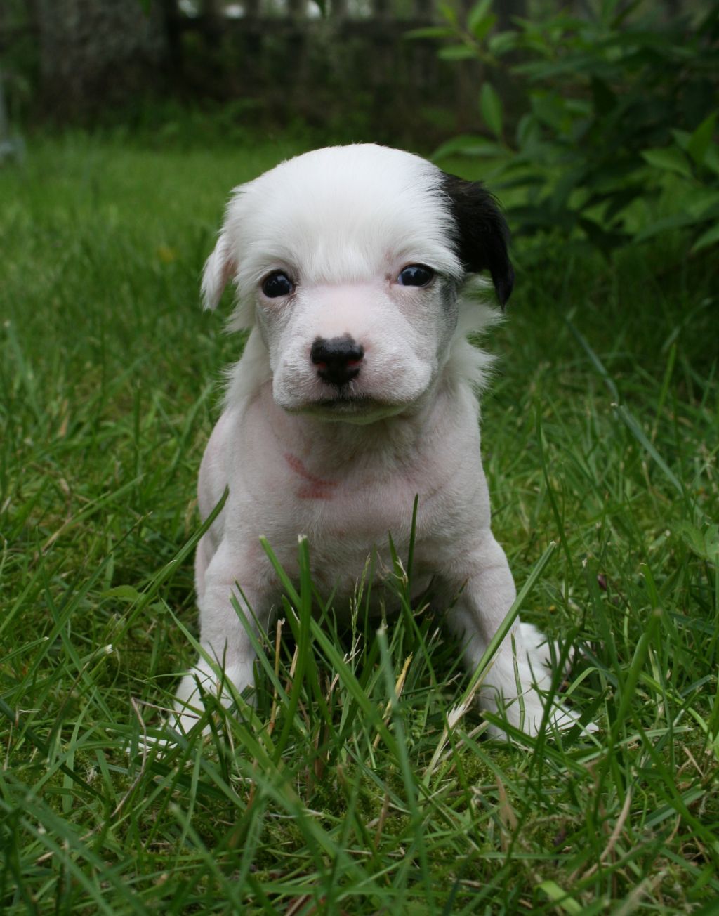 Proud Pony Dancing Queen